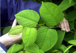 Reliable Outlet for Japanese Knotweed Eradication in England